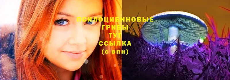 blacksprut   где купить   Туринск  Псилоцибиновые грибы Psilocybe 